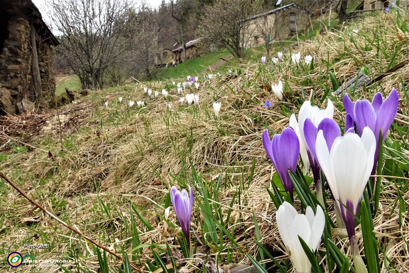 81 Crocus vernus bianchi e violetti tra le baite.JPG